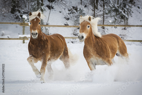Haflinger im Schnee