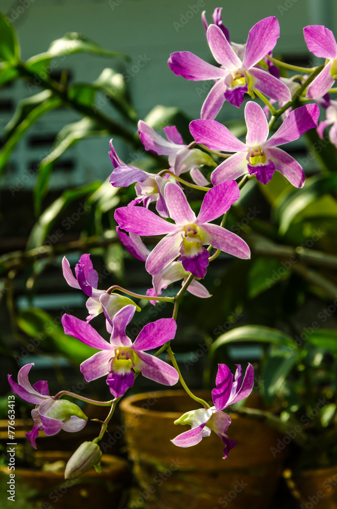Orchids with dark background