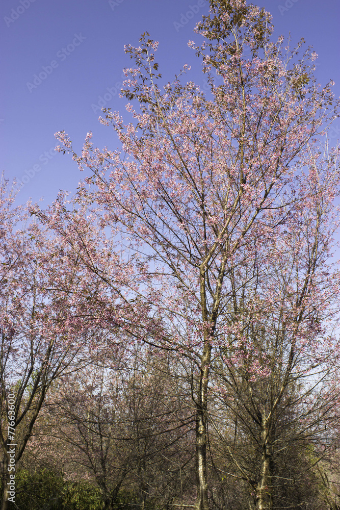Sakura pink nature views in Phuromro Loei,Thailand Sakura pink nature views in Phuromro Loei,Thailand