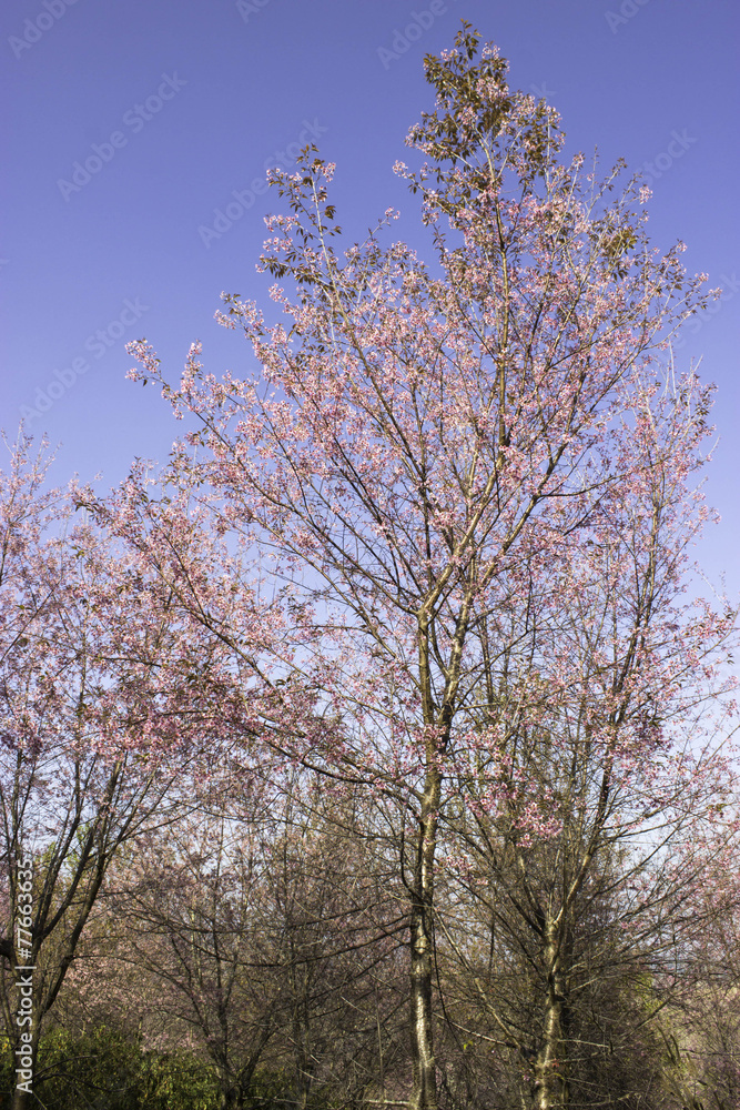 Sakura pink nature views in Phuromro Loei,Thailand Sakura pink nature views in Phuromro Loei,Thailand