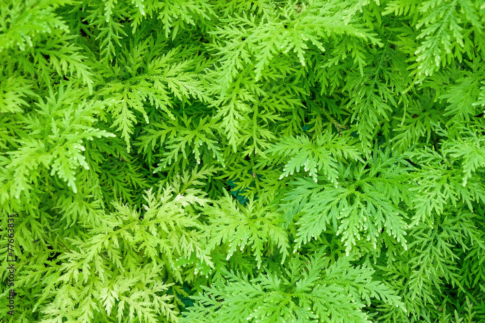 green fern green fern