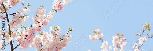 kirschblüten mit himmel im hintergrund #77663886
