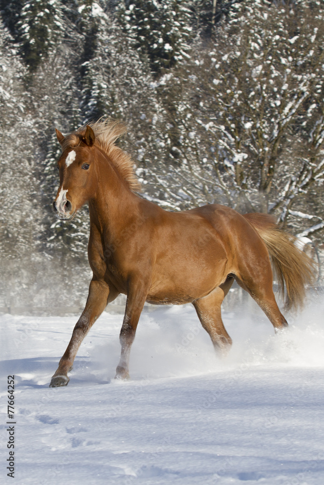 Araber im Schnee Araber im Schnee