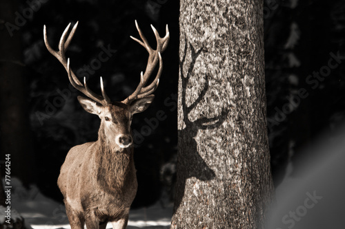 Hirsch im Wald photo