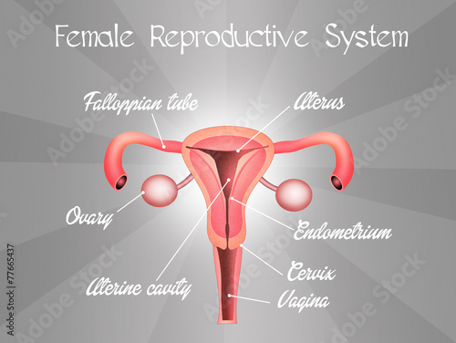 female reproductive system photo