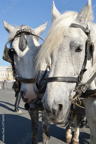 Two horses. © konstan