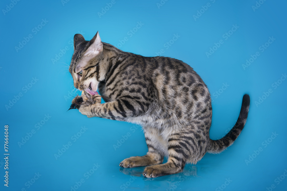 serval kitten playing in the studio on a colored background isol