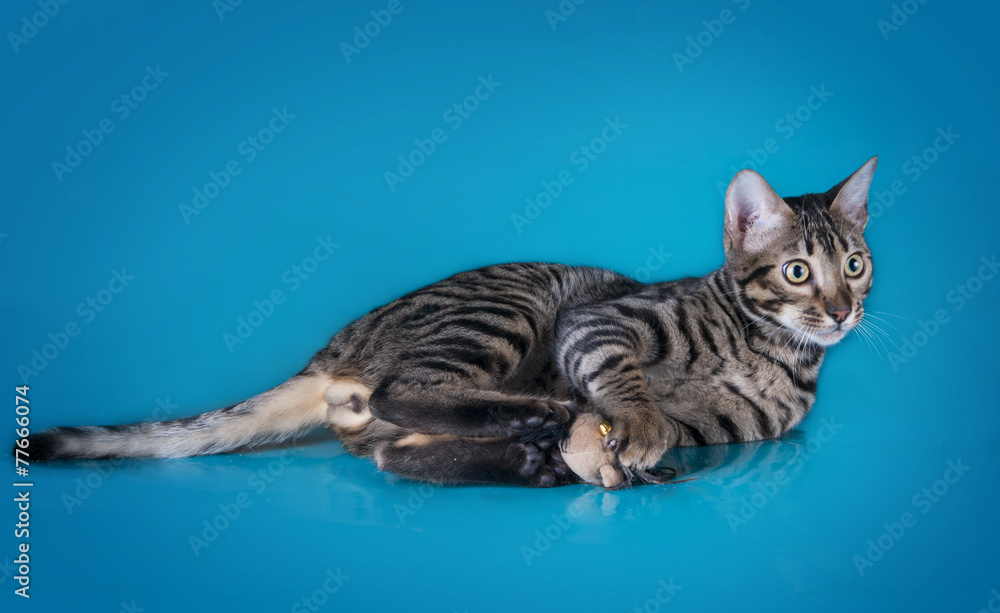 serval kitten playing in the studio on a colored background isol serval kitten playing in the studio on a colored background isol