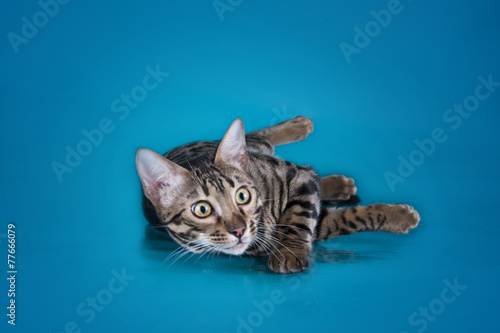 serval kitten playing in the studio on a colored background isol © Светлана Валуйская