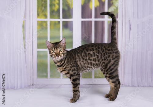 Obraz na plátne kitten Savannah against the window into the garden