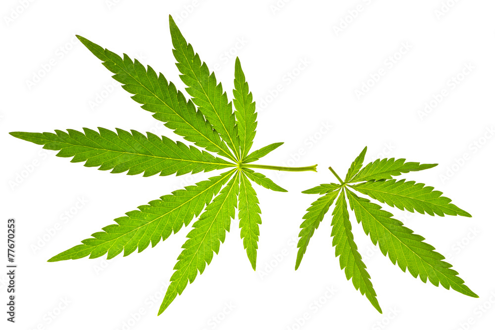 Two marijuana leaves Two marijuana leaves