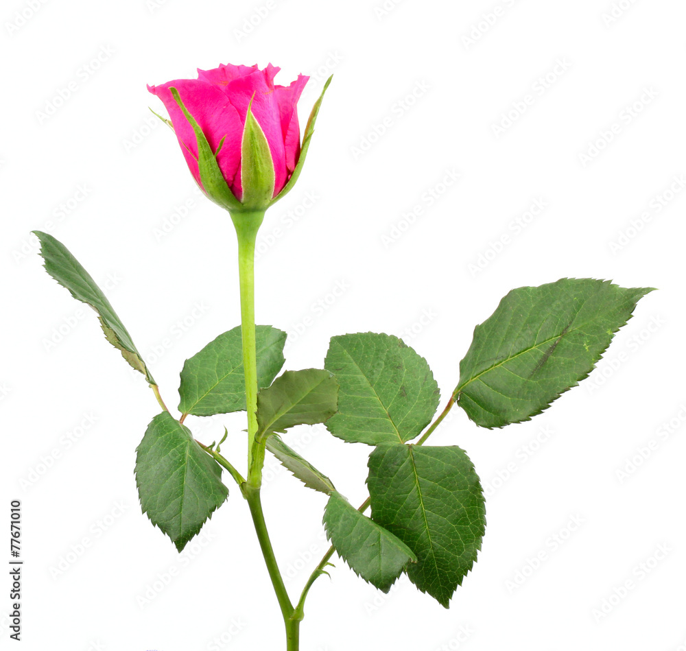 Obraz premium rose isolated on white background