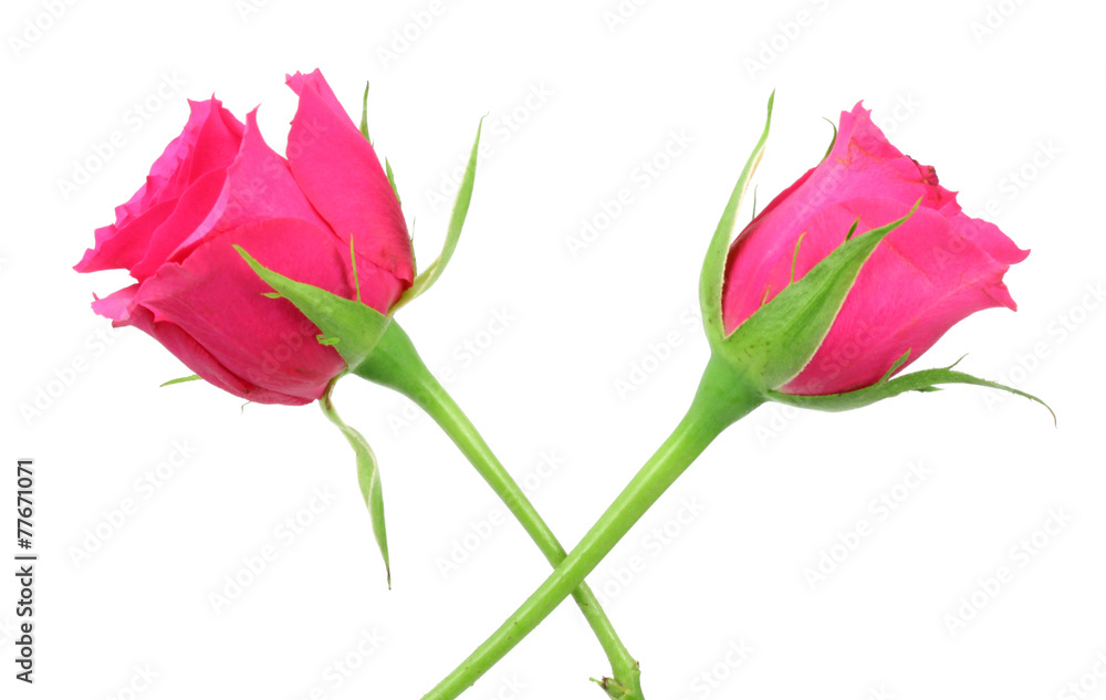 Obraz premium two red roses isolated on white