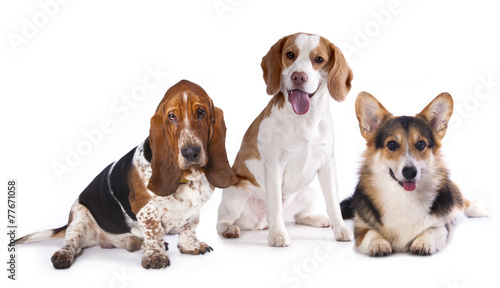 group of dogs, welsh corgi, beagle, basset