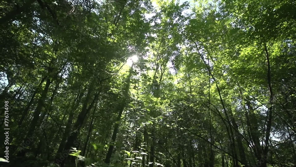 Inside the forest Inside the forest