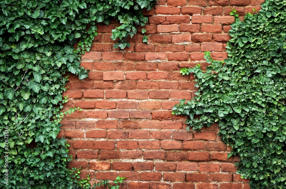 Old brick wall covered in ivy Old brick wall covered in ivy
