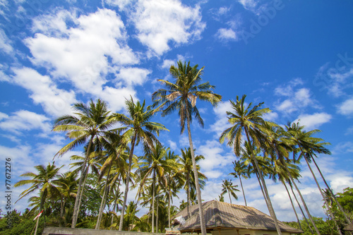 Tropical palms. © trubavink
