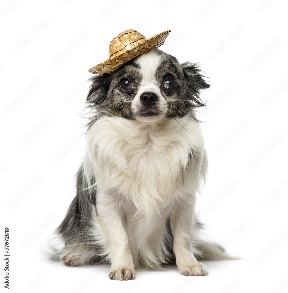 Chihuahua (2 years old) wearing a hat