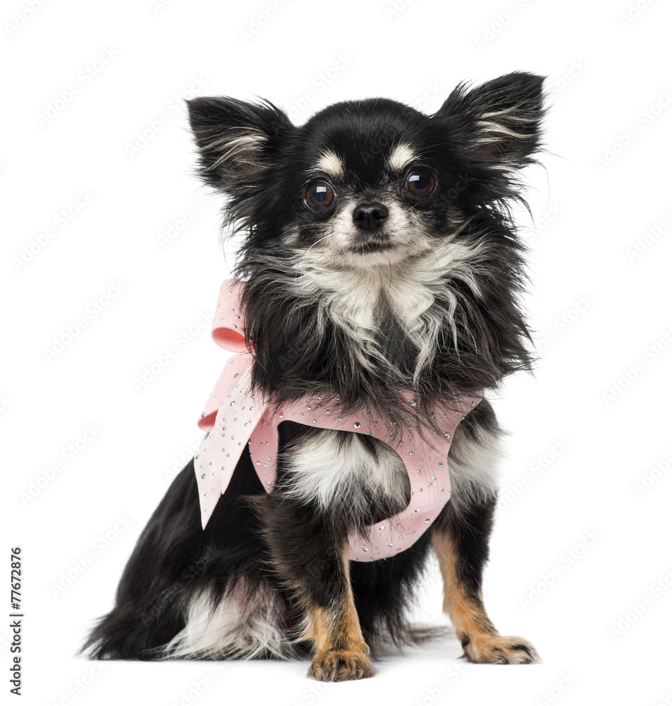 Chihuahua dressed Chihuahua dressed