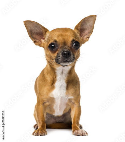 Fototapeta Naklejka Na Ścianę i Meble -  Chihuahua (1 year old)