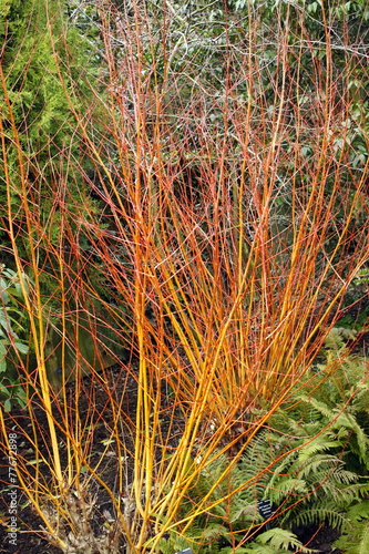 Salix alba 'Britzensis' (Scarlet Willow)