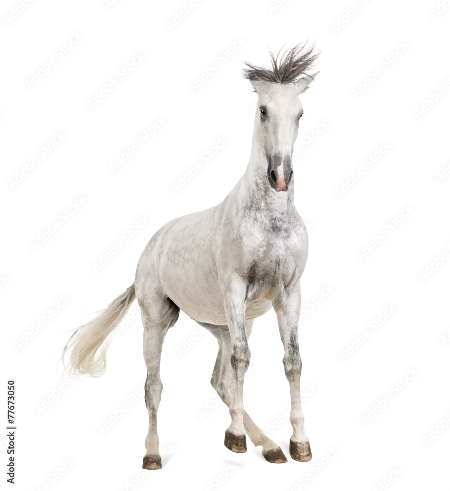 Andalusian horse Andalusian horse