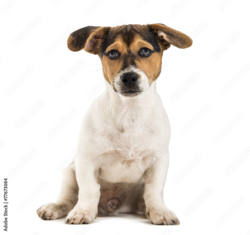 Crossbreed dog Crossbreed dog