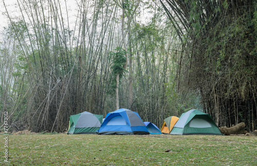 Camping tents in bamboo forest