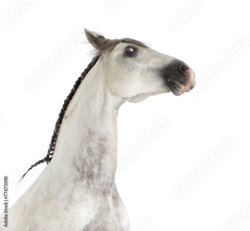 Close-up of an Andalusian horse