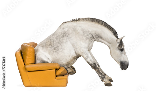 Andalusian horse sitting on an armchair