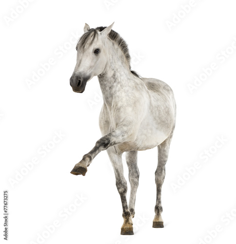 Andalusian horse with a leg up