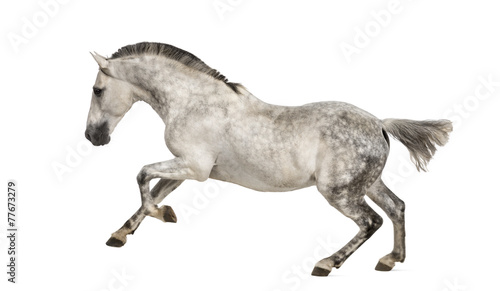 Obraz na plátně Andalusian horse galloping