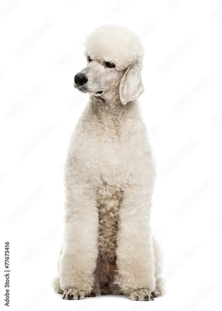 Poodle Poodle