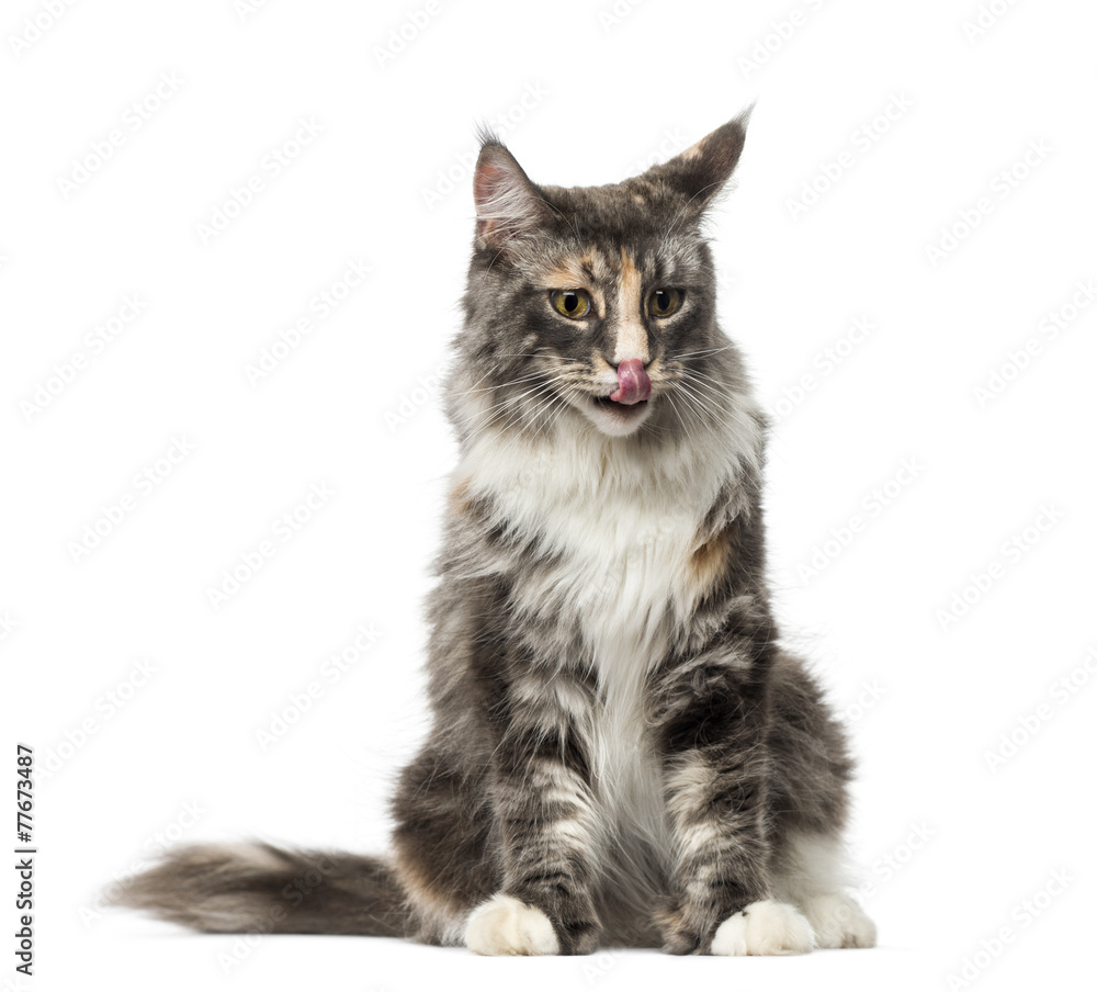 Maine Coon (2 years old) Maine Coon (2 years old)
