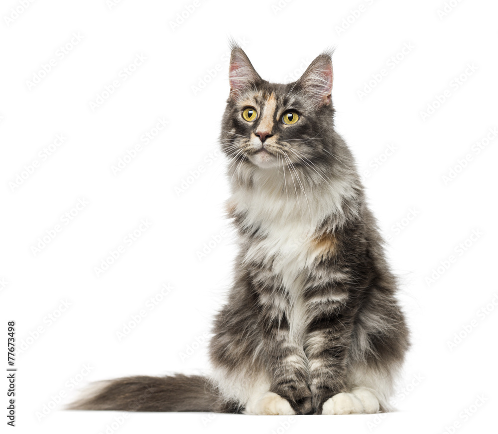 Maine Coon (2 years old) Maine Coon (2 years old)