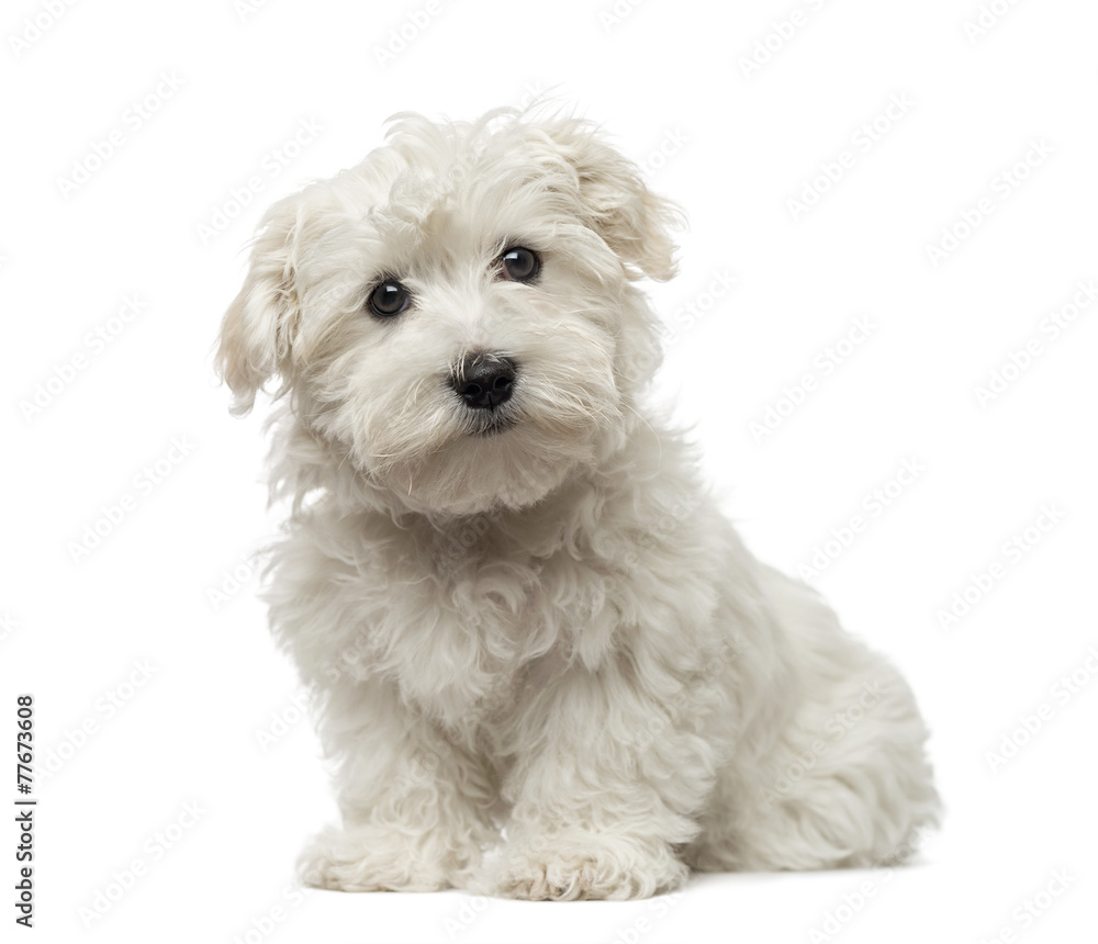 Maltese puppy (3 months old)