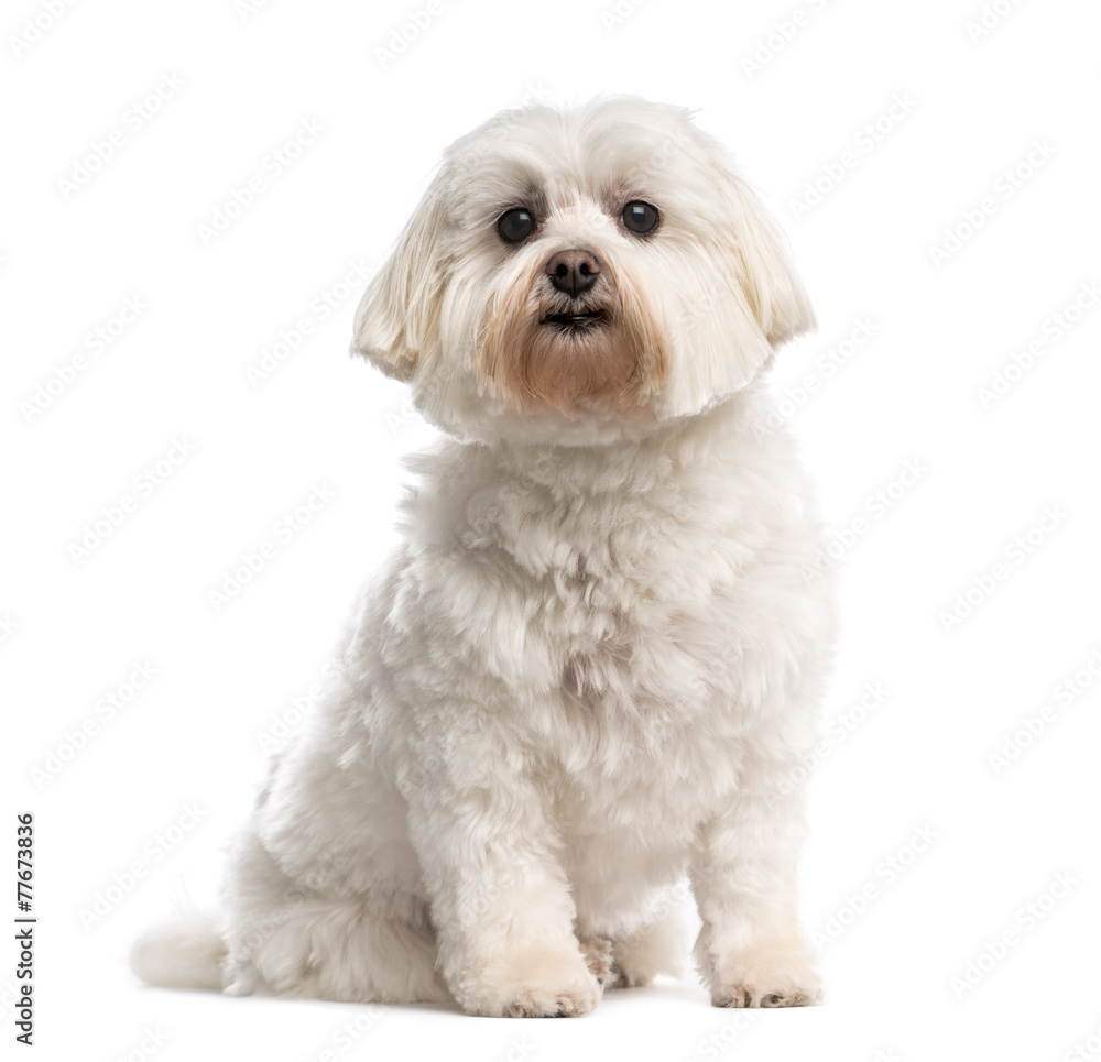 Maltese Maltese
