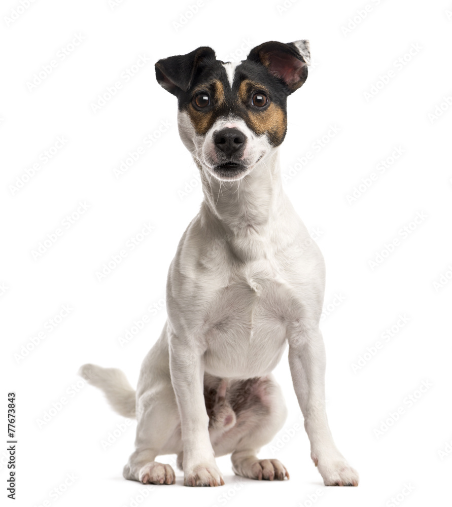 Jack Russell Terrier (16 months old)