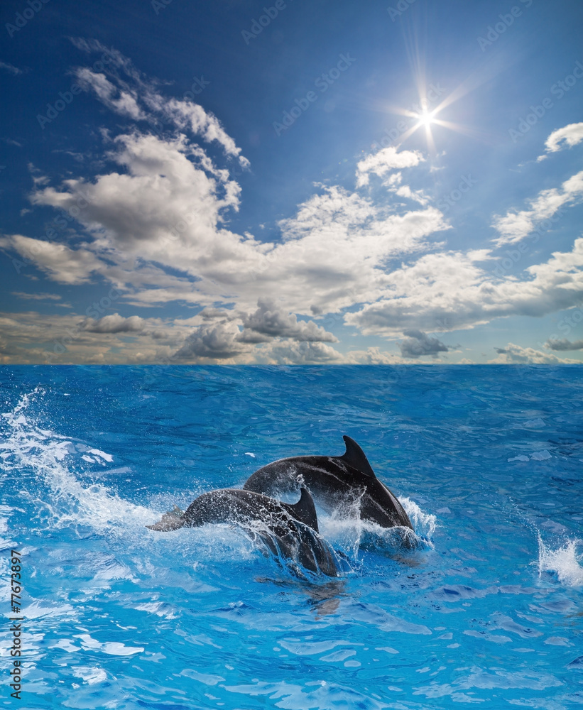 Obraz premium grey dolphins in blue water under sun
