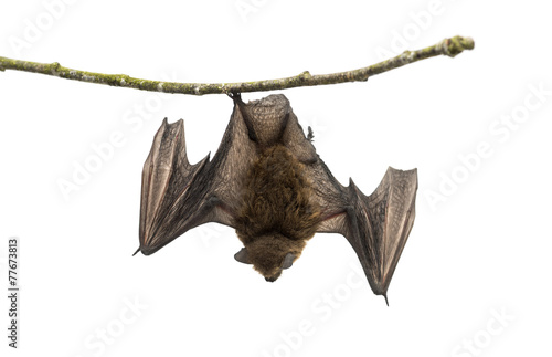 Old common bent-wing bat perched on a branch