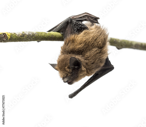 Old common bent-wing bat perched on a branch