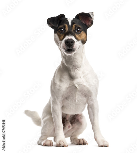 Jack Russell Terrier (16 months old) © Eric Isselée