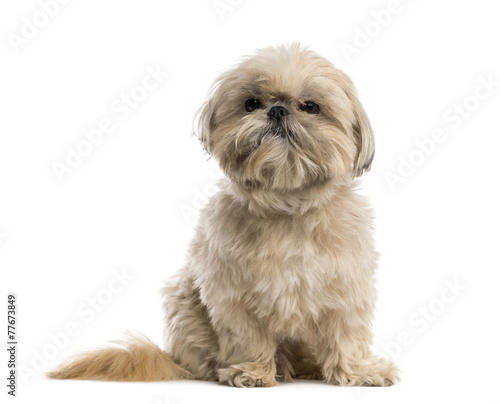 Shih Tzu (3 years old)