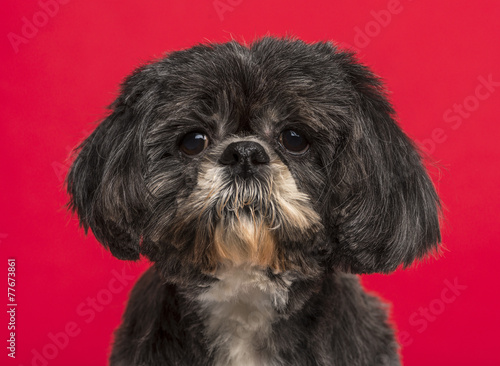 Close-up Shih Tzu (10 years old) in front of a pink background