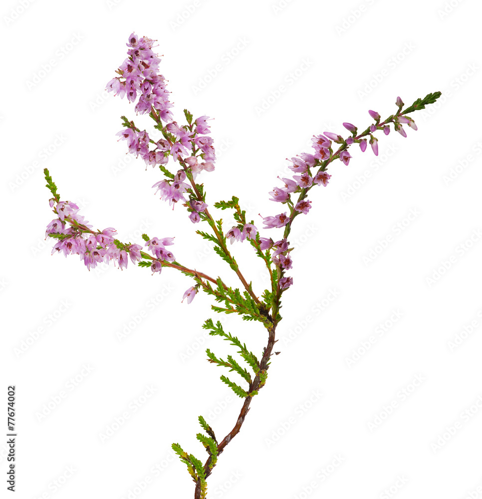 isolated pink color heather branch