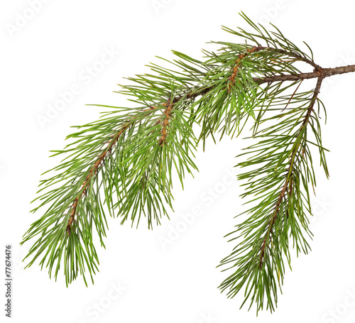 green pine branch on white