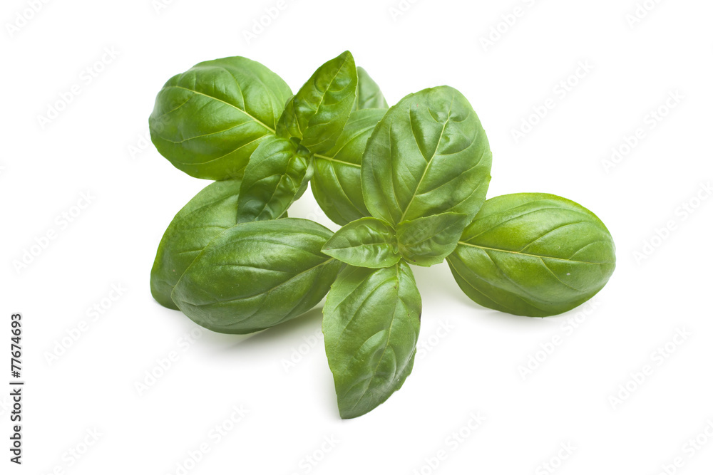 Fresh basil leaves Fresh basil leaves
