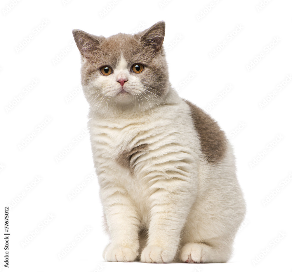 British shorthair