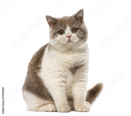 Fototapeta Naklejka Na Ścianę i Meble -  British shorthair