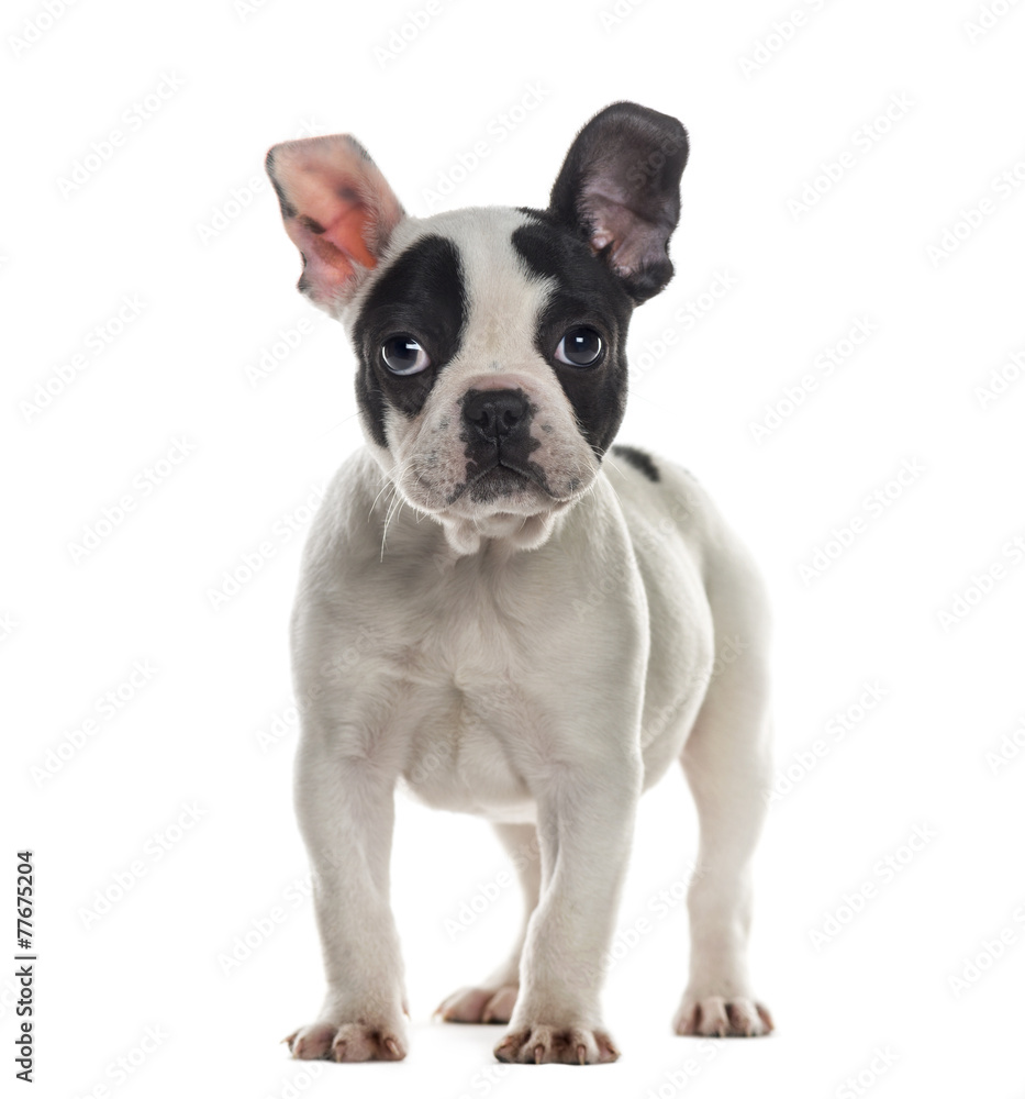 Fototapeta premium French Bulldog